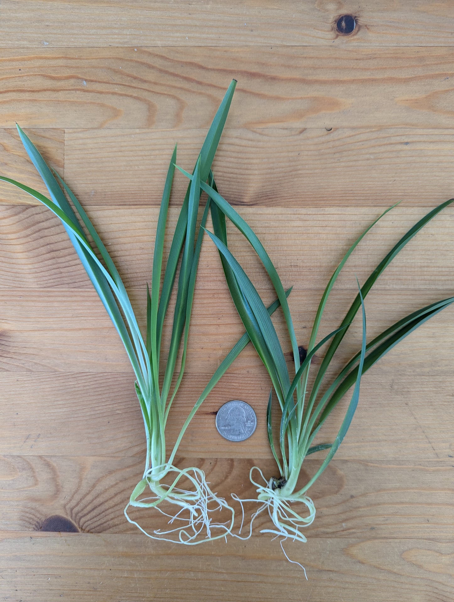 5-Pack Green Spider Plant Babies – Lush, Easy-Care Houseplant Starters
