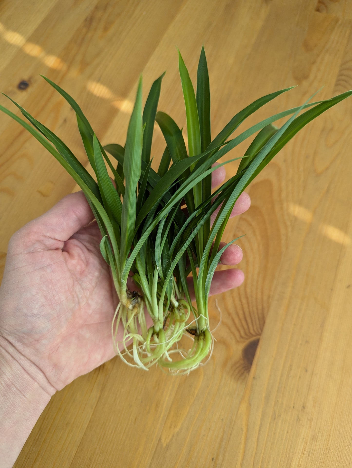 5-Pack Green Spider Plant Babies – Lush, Easy-Care Houseplant Starters