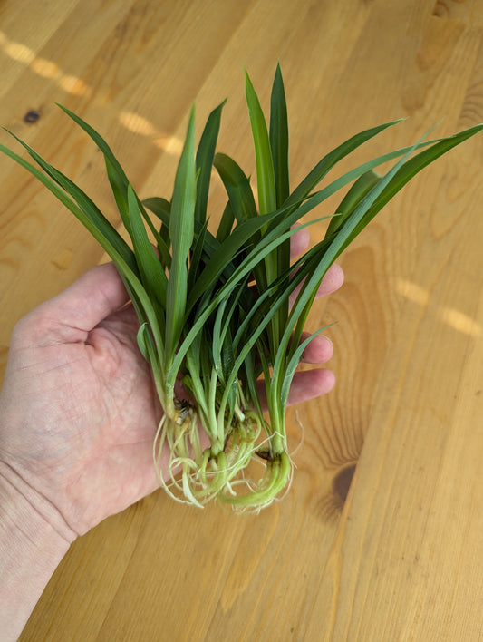 5-Pack Green Spider Plant Babies – Lush, Easy-Care Houseplant Starters